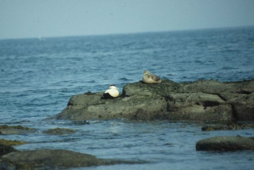Eiders à duvet