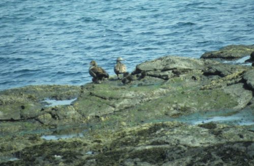 Eiders à duvet