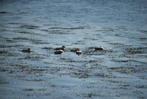 Eiders à duvet