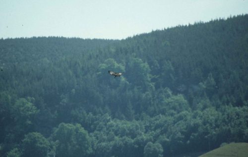 Balbuzard pêcheur