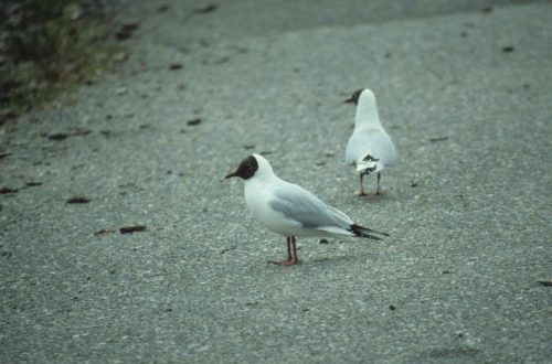 Mouettes rieuses