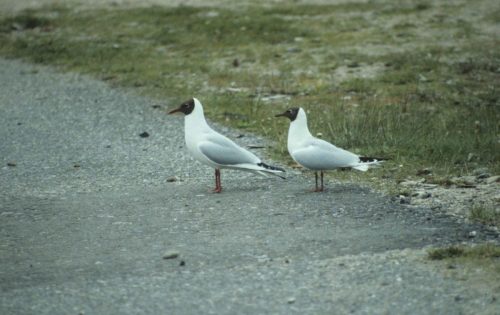 Mouettes rieuses