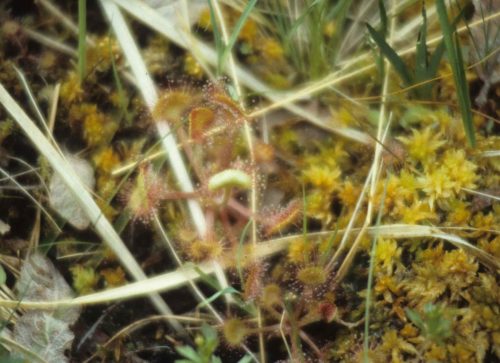 Drosera