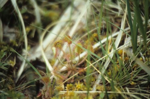 Drosera