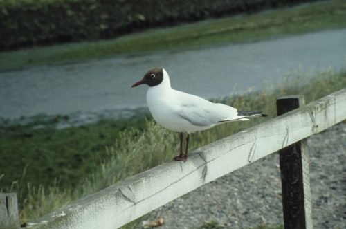Mouette rieuse