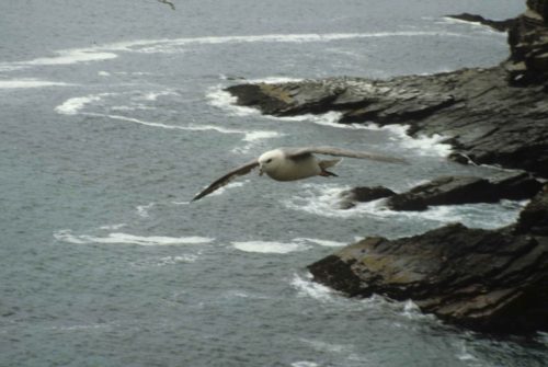 Pétrel fulmar