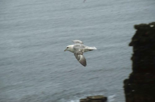Pétrel fulmar