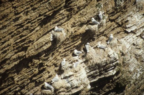 Mouettes tridactyles