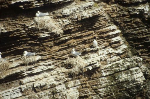 Mouettes tridactyles