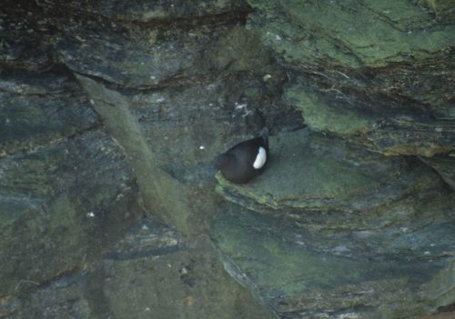 Guillemot à miroir