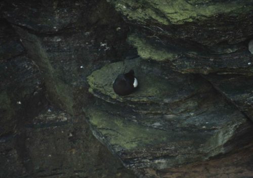 Guillemot à miroir