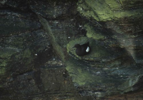 Guillemot à miroir
