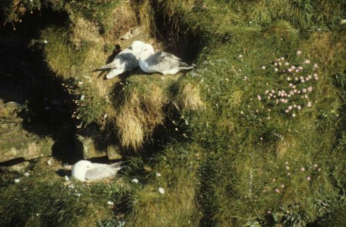 Pétrels fulmars