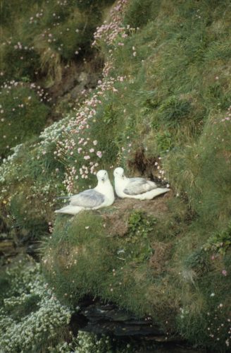 Pétrels fulmars