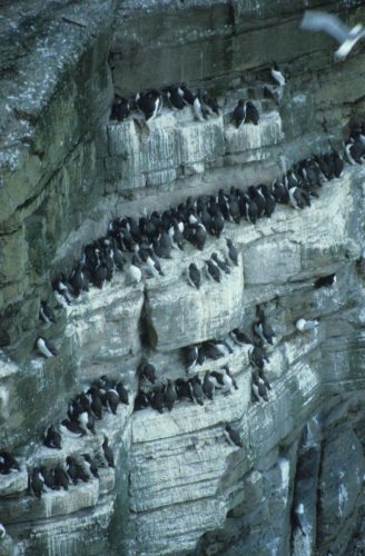 Guillemots de troïl