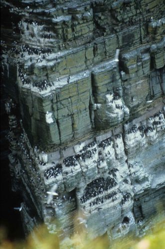 Guillemots de troïl