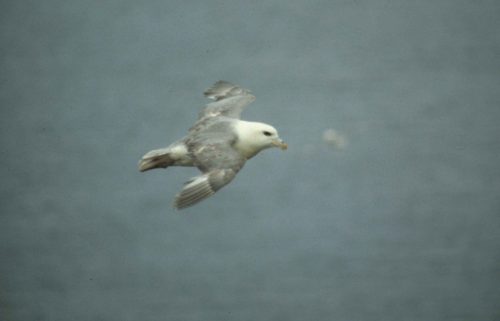 Pétrel fulmar