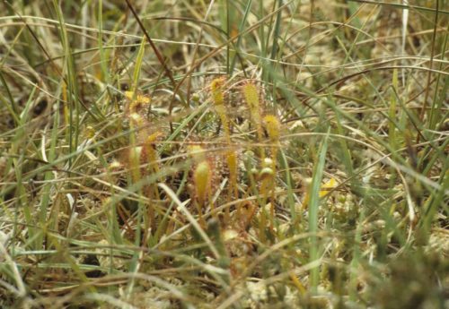 Drosera