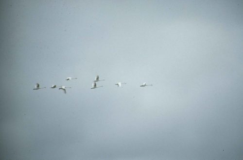 Cygnes