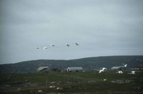 Cygnes