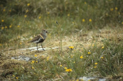 Bécasseau variable