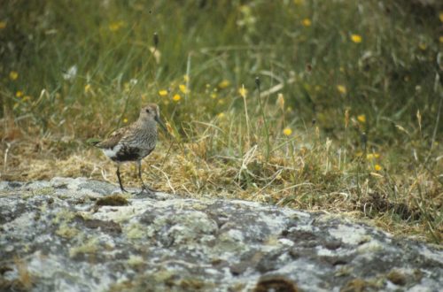 Bécasseau variable