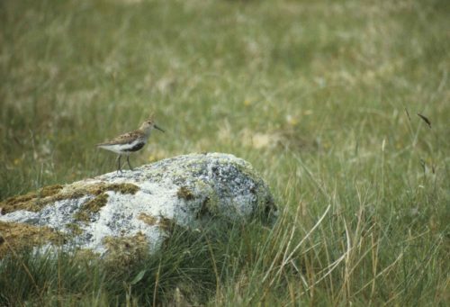 Bécasseau variable