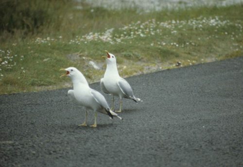 Goélands cendrés