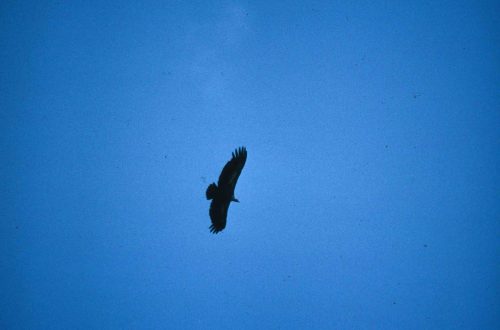 Vautour fauve