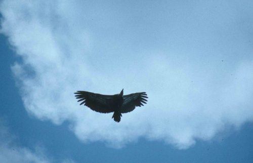 Vautour fauve