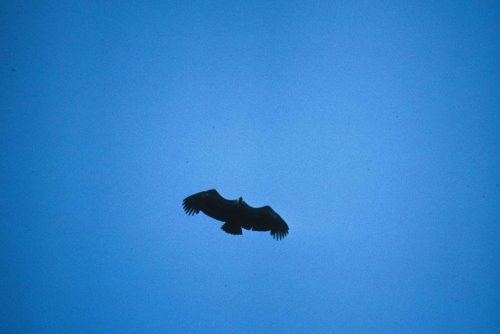 Vautour fauve