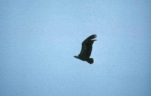 Vautour fauve