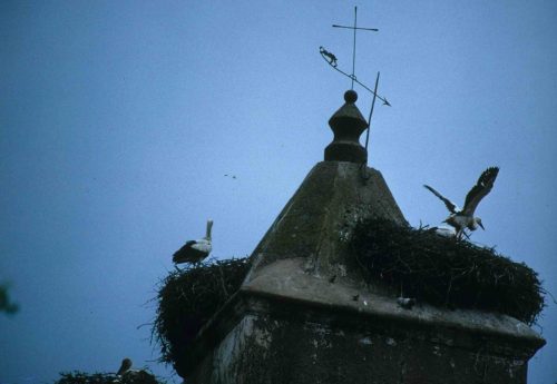 Cigognes blanches