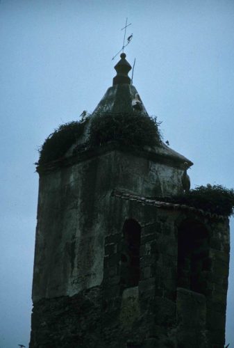 Cigognes blanches