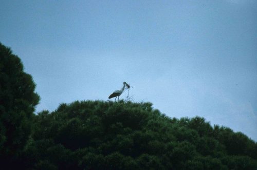 Cigogne blanche