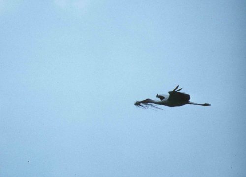 Cigogne blanche