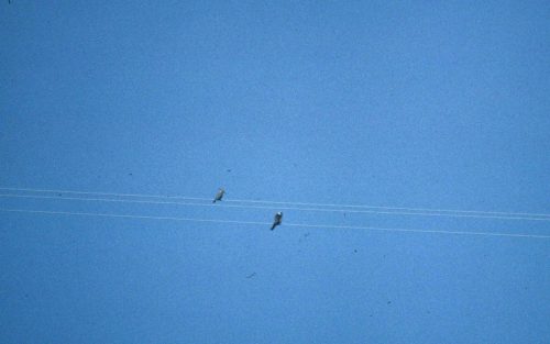 Huppe fasciée et Elanion