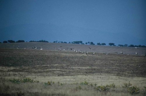 Cigognes blanches