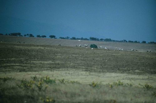 Cigognes blanches