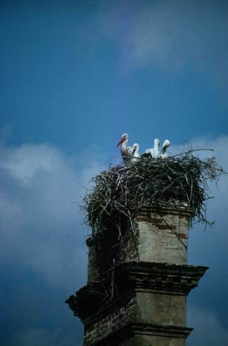 Cigognes blanches