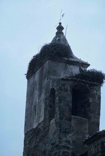 Cigognes blanches