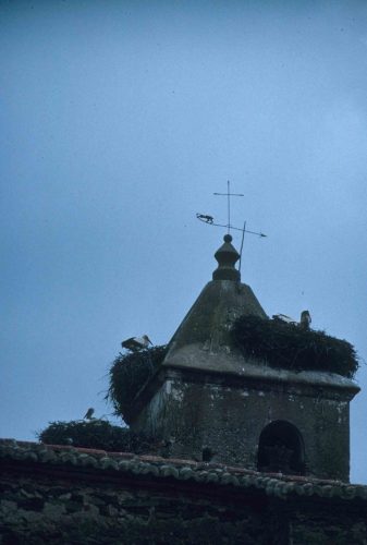 Cigognes blanches