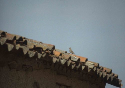 Moineau soulcie
