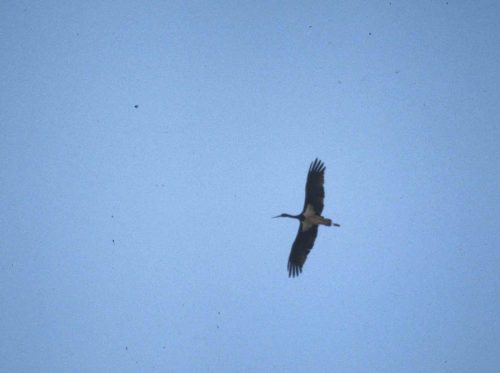 Cigogne noire