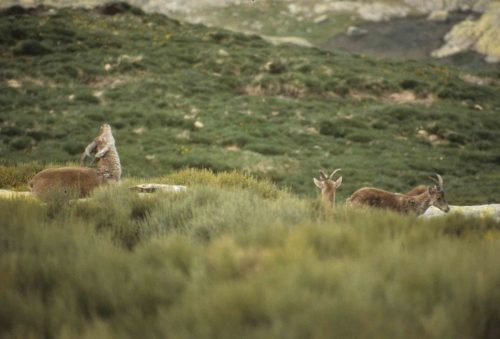 Bouquetins d'Espagne