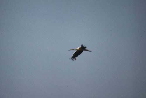 Cigogne blanche