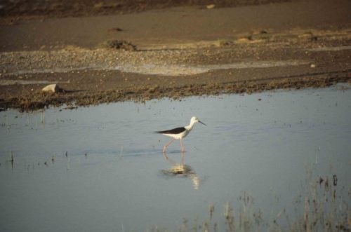 Echasse blanche
