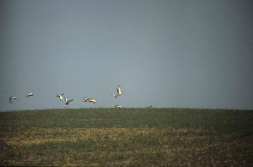 Grandes outardes