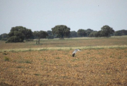 Busard cendré