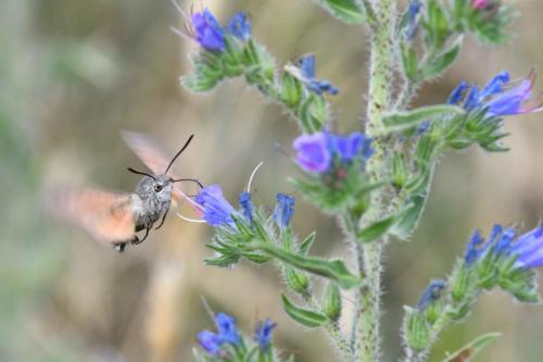 Moro sphynx (Macroglossum stellatarum)
